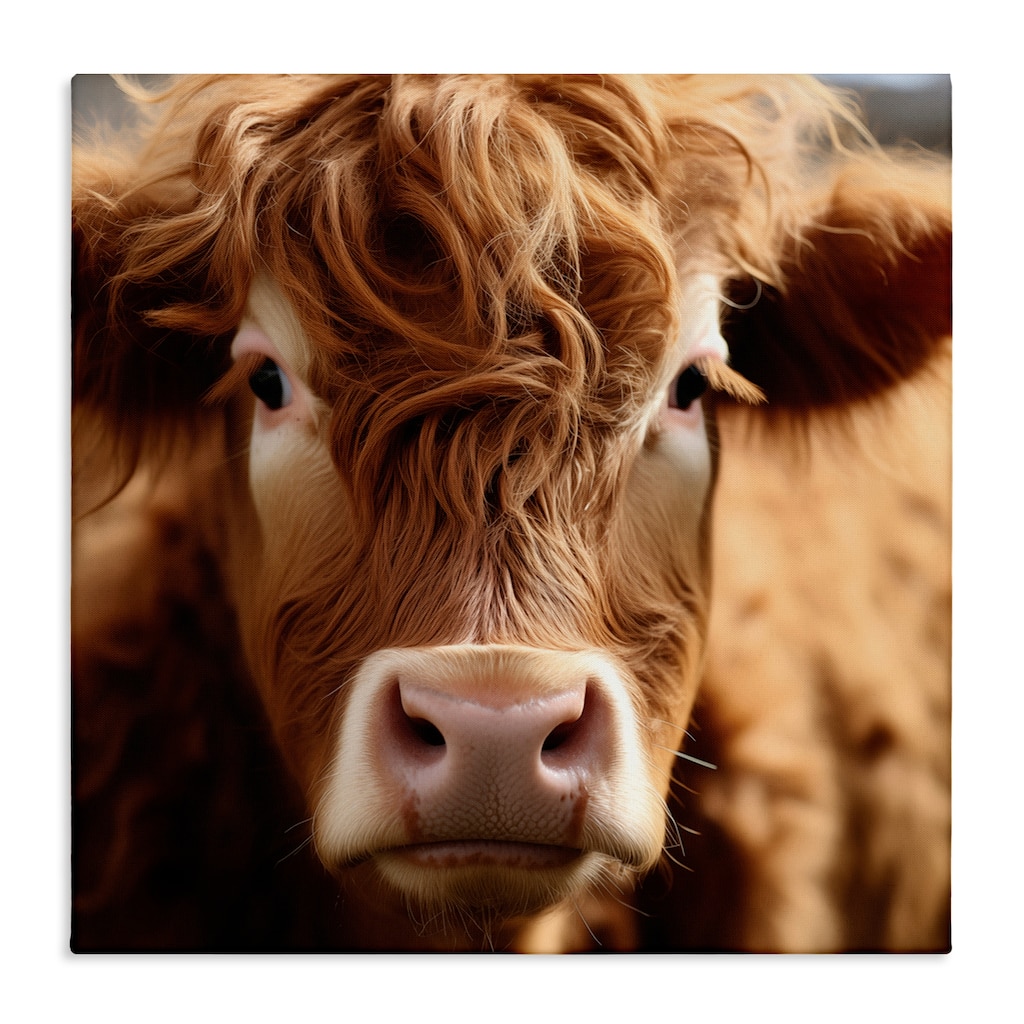 Stupell Close Up Furry Cow Portrait Canvas Wall Art Design By Heidi Kuntz
