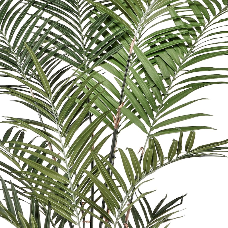 Potted Uv Treated Kentia Palm 10' - 10"