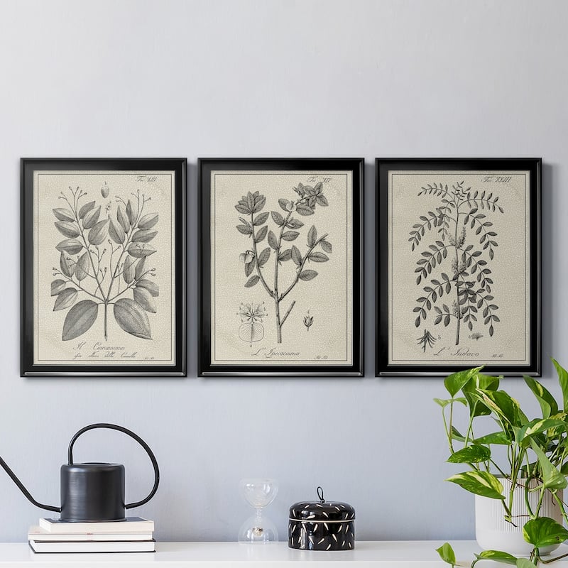 Antique Black & White Botanical VII Premium Framed Canvas - Ready to Hang - Multi-Color