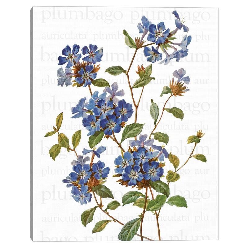 Chinese Plumbago Text by Design Lab Canvas Art Print