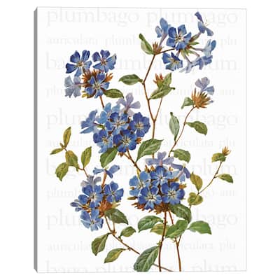 Chinese Plumbago Text by Design Lab Canvas Art Print