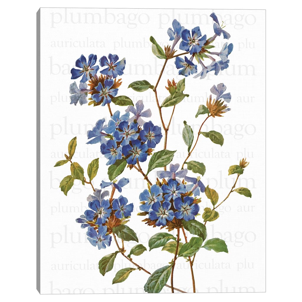 Chinese Plumbago Text by Design Lab Canvas Art Print