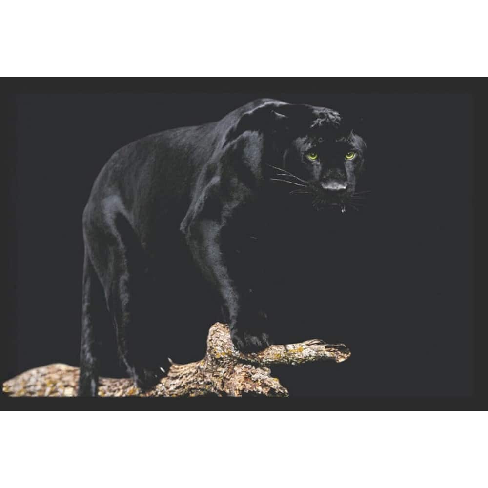 Black Panther Wildlife Framed Poster - 24 x 36 Inch