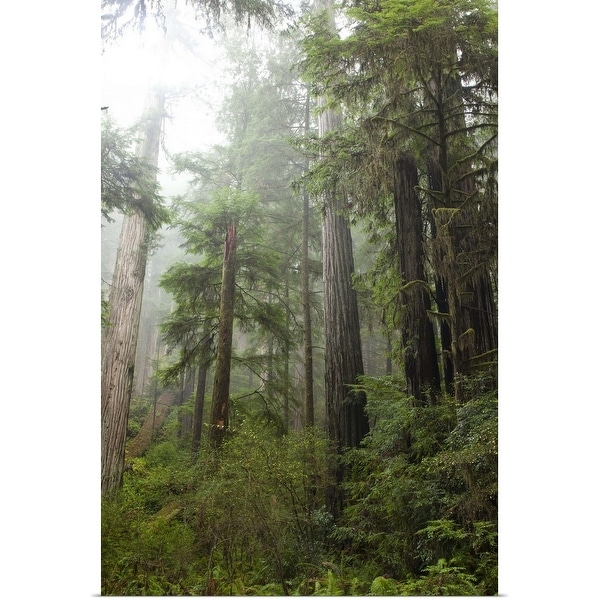 "Scenic image of Redwood National Park, CA" Poster Print