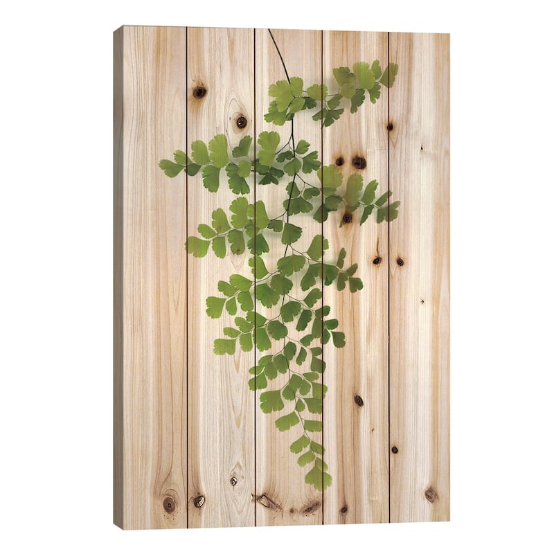 Green Maidenhair Print On Wood by Lexie Greer - Multi-Color - 40x26x1.5