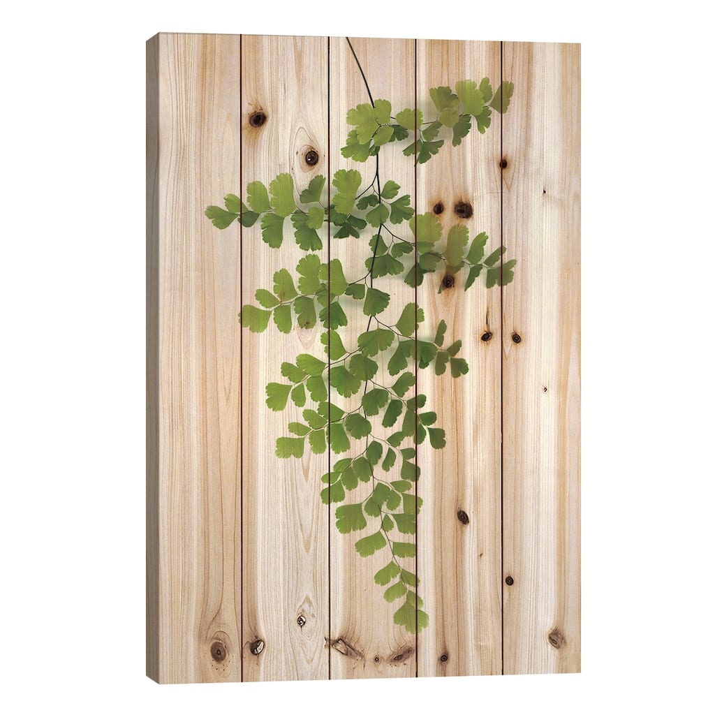 Green Maidenhair Print On Wood by Lexie Greer - Multi-Color