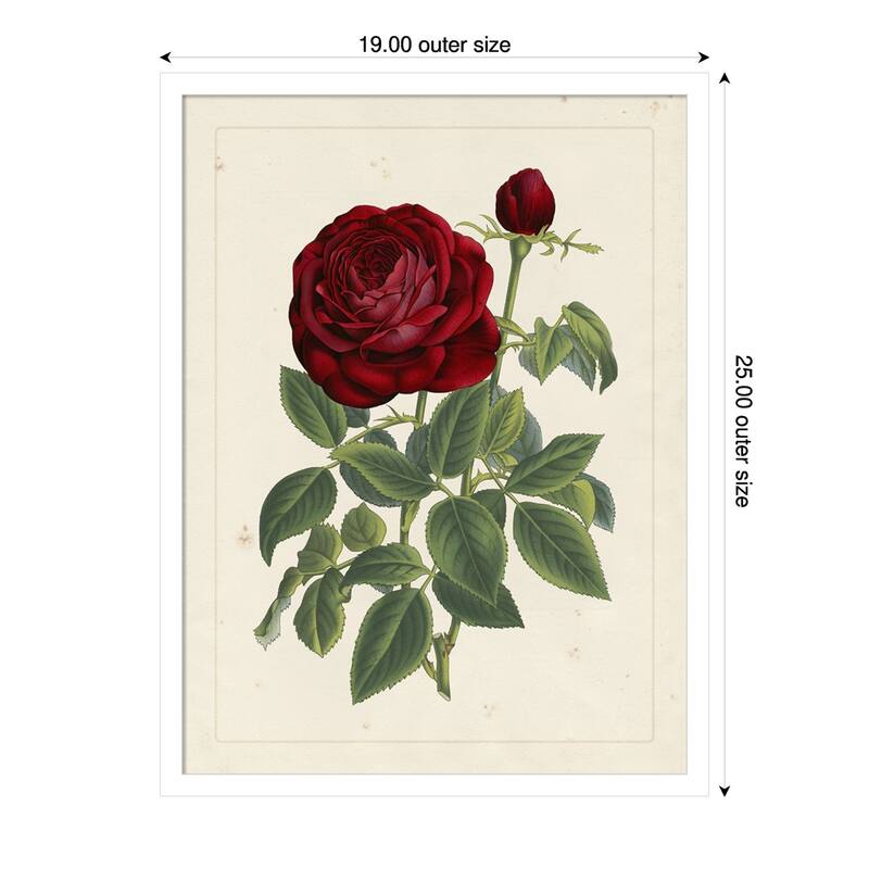 Van Houtteano Rose No. 2 Wood Framed Wall Art Print - 19 x 25 in - White