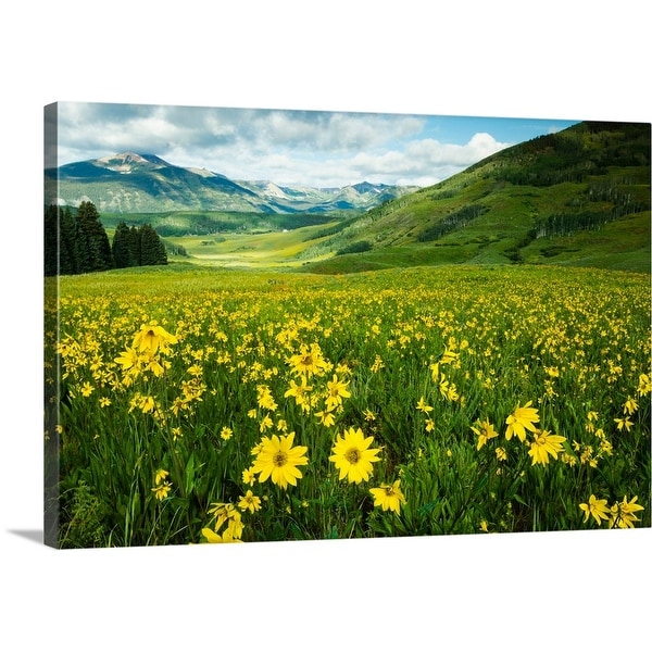 "Scenic view of wildflowers in a field, Crested Butte, Colorado" Canvas Wall Art