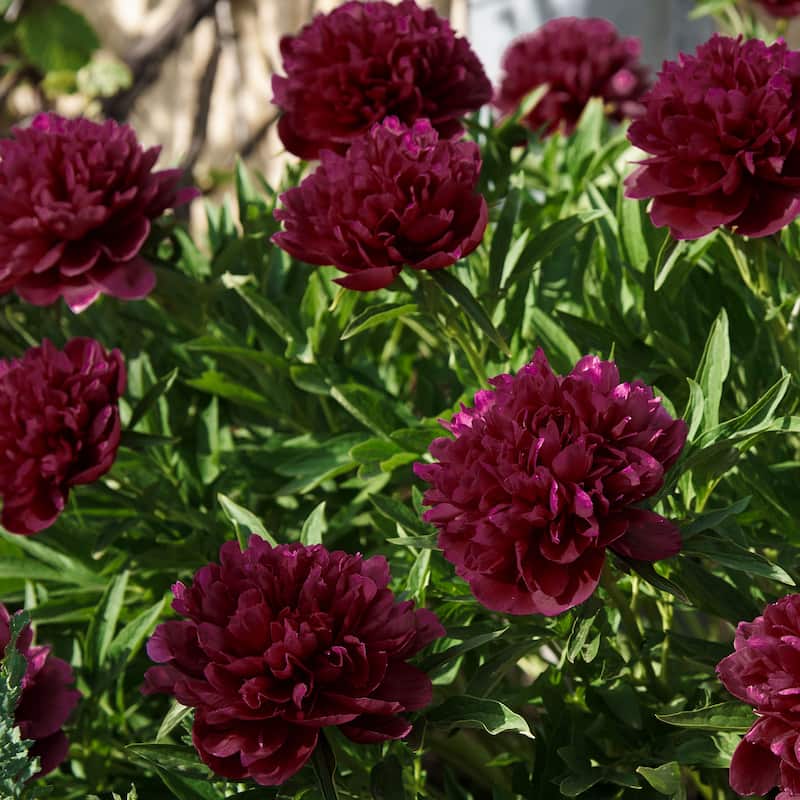 Double Black Berry Peonies- Dark Red Peony Flowers - 9 Bare Roots - Spring Garden - Attracts Butterflies, Bees & Hummingbirds