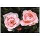 preview thumbnail 3 of 17, Empire Art Direct Ethereal Roses I Printed Tempered Glass Wall Art