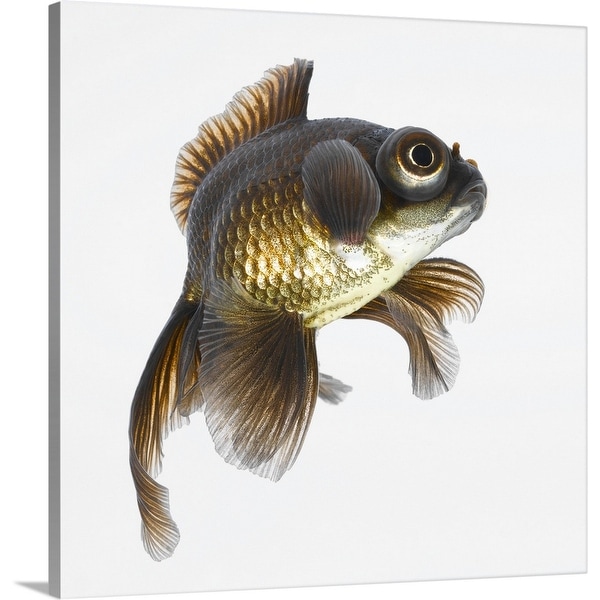 "Black moor goldfish (Carassius auratus)" Canvas Wall Art
