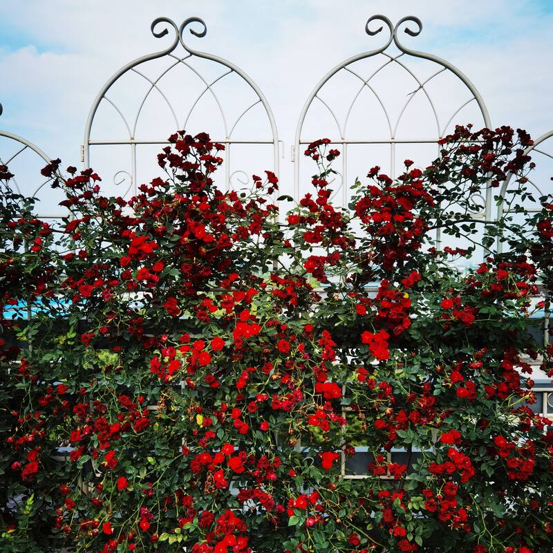 Anmytek Iron Plant Trellis White Decorative Climbing Plant Stand Garden Balcony Decor