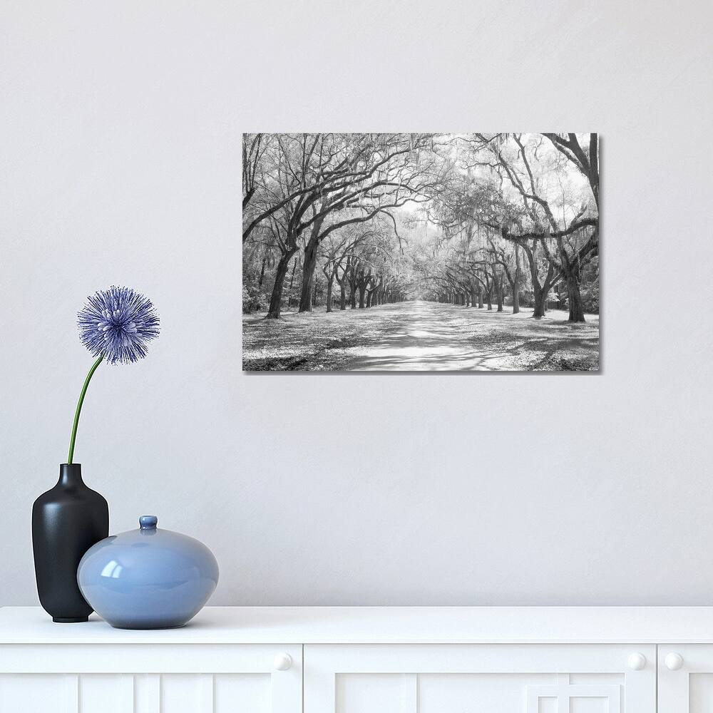 iCanvas "Live Oaks And Spanish Moss in B&W, Wormsloe State Historic Site, Savannah, Georgia I" by Panoramic Images Canvas Print