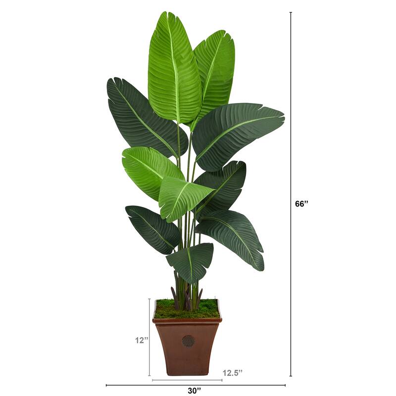 5.5ft Travelers Palm Artificial Tree in Brown Planter with Variegated Palm Fronds and Faux Moss for Tropical Decor