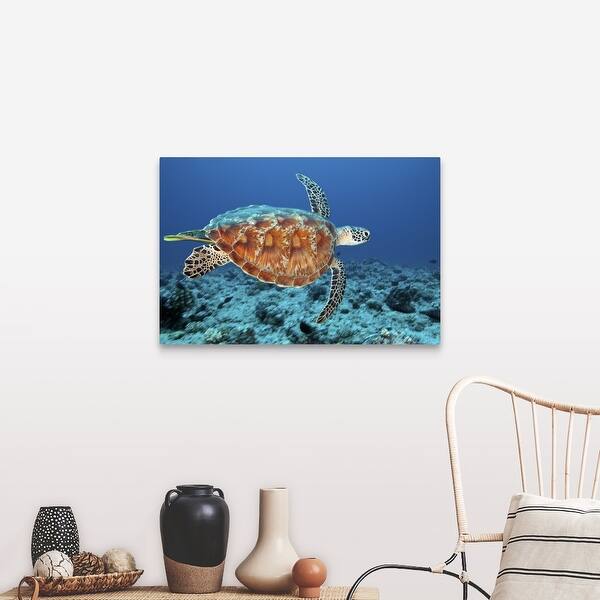 Green Sea Turtle Canvas Wall Art Overstock Com Shopping The Best Deals On Gallery Wrapped Canvas 22822805