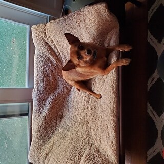 Shop K H Pet Products Original Bolster Dog Cot And Bed Overstock