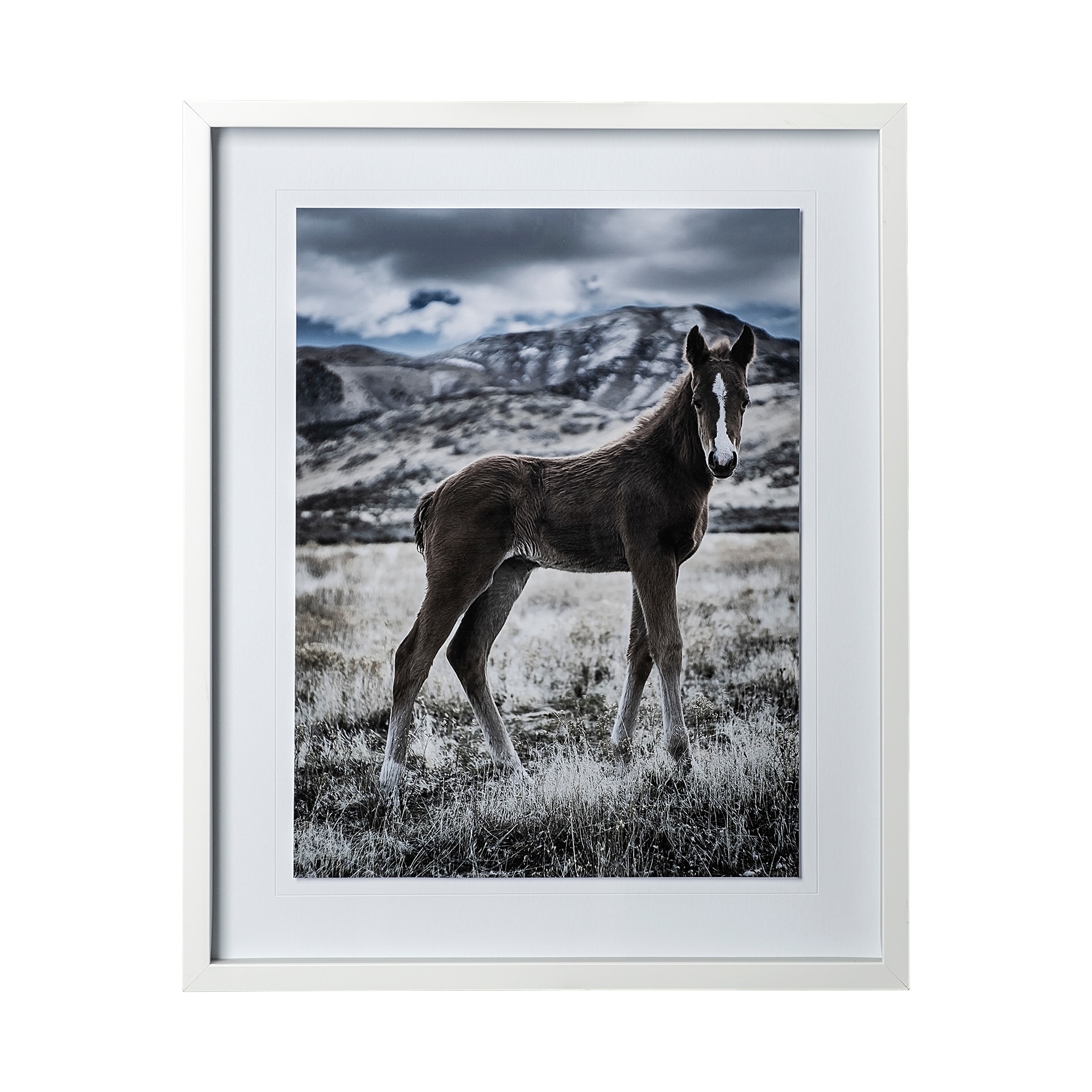 Mercana Horse 3 by Dunker a Framed Photo Art Print Matted under Glass
