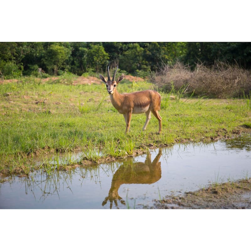 34" Standing Gazelle Outdoor Garden Statue