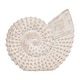 preview thumbnail 33 of 41, Coastal Decorative Resin Shell Figurine Sculpture - White