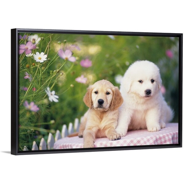 black pyrenean mountain dog