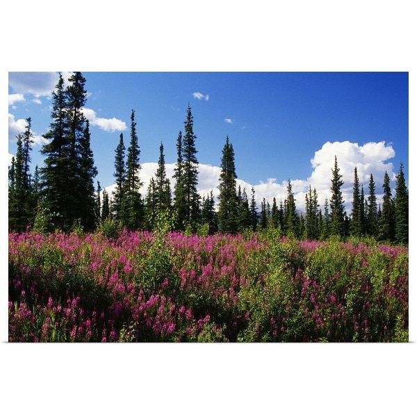 "Pink fireweed flowers blooming in forest clearing, Alaska" Poster Print