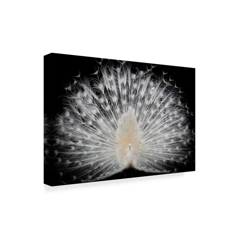 Pino Liddi 'White Peacock Portrait' Canvas Art