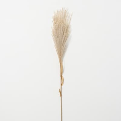 Sullivans Artificial Wheat-Colored Feathery Reed 48"H Off-White - 4"L x 0.5"W x 48"H