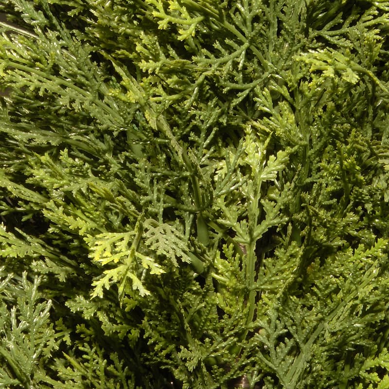 National Tree Company 36-Inch Artificial Arborvitae Topiary Tree - 36 IN