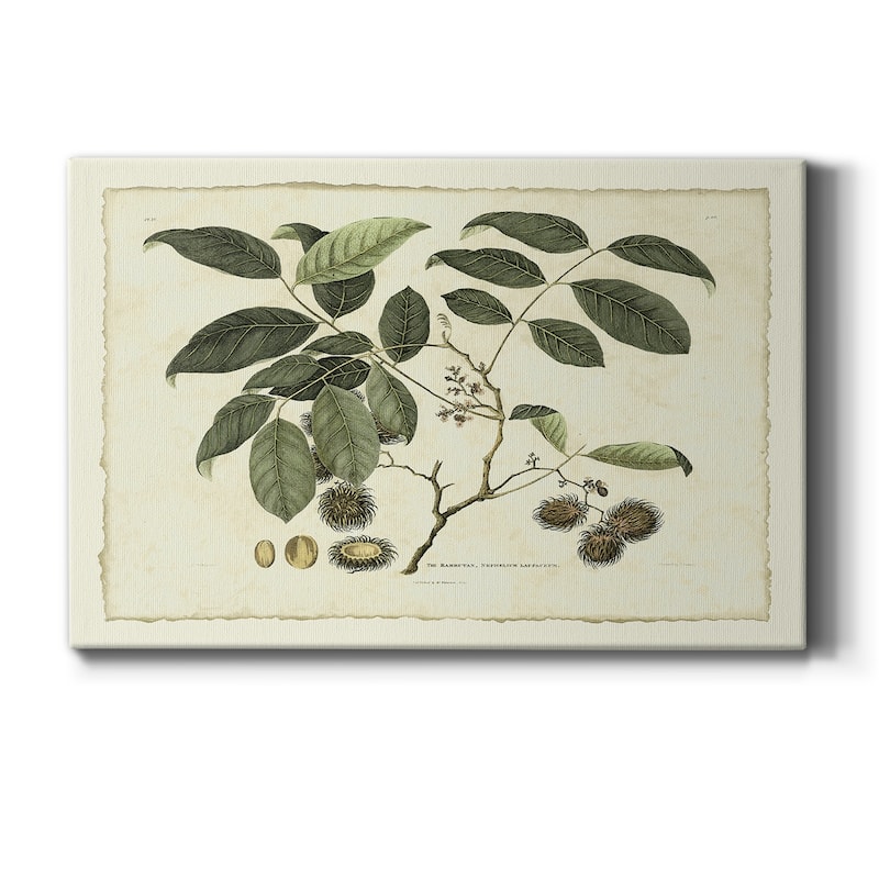 Delicate Botanical III Premium Gallery Wrapped Canvas - Ready to Hang - 12X18