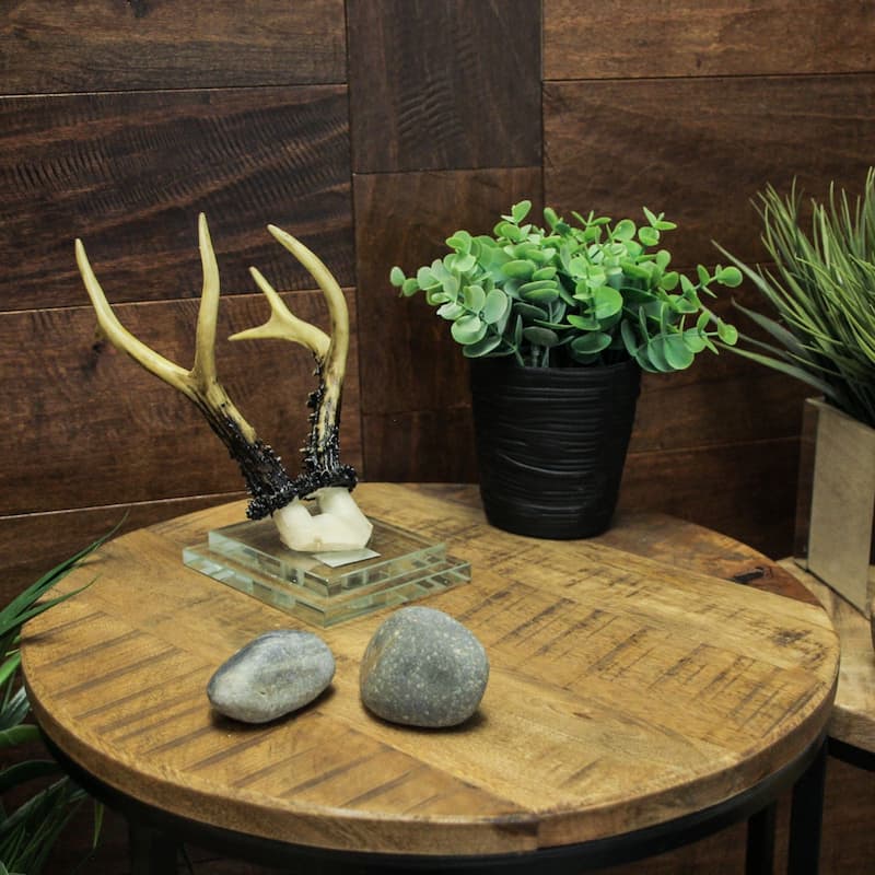 Alpine Chamois Horns Replica Glass Backed Wall Hanging