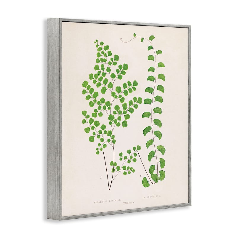 Stupell Vivid Green Ferns Study Framed Giclee Art Design By Phillipa Katz