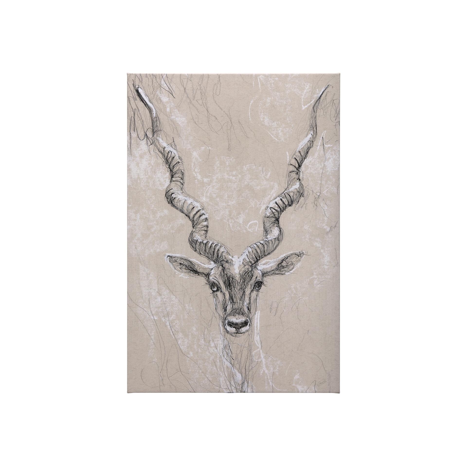 Sketch of Animal III (Antelope) (30 x 45) Canvas Art Print