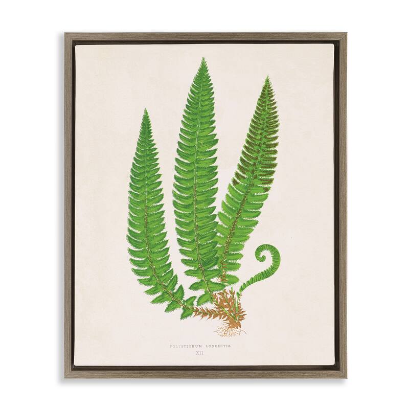 Stupell Natural Fern Branch Trio Framed Floater Canvas Wall Art Design By Phillipa Katz - 17 x 21 - Brown