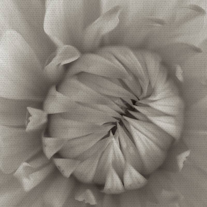 Florison #24 by Alan Blaustein Canvas Art Print