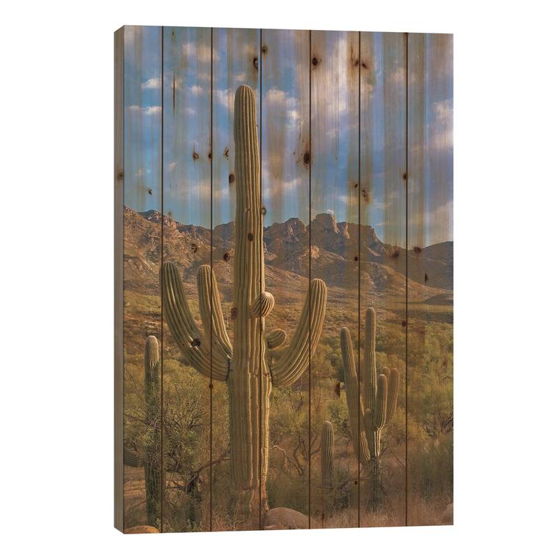 Saguaro Cacti, Catalina State Park, Arizona Print On Wood by Tim Fitzharris - Multi-Color - 40x26x1.5