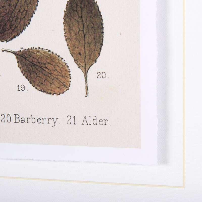 Autumnal Leaves VI Framed Art Print