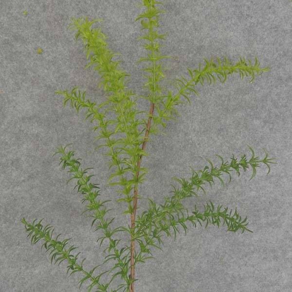 Shop 1 Pc 26 5in Tall Artificial Grass Snapdragon Spray 9 Leafy