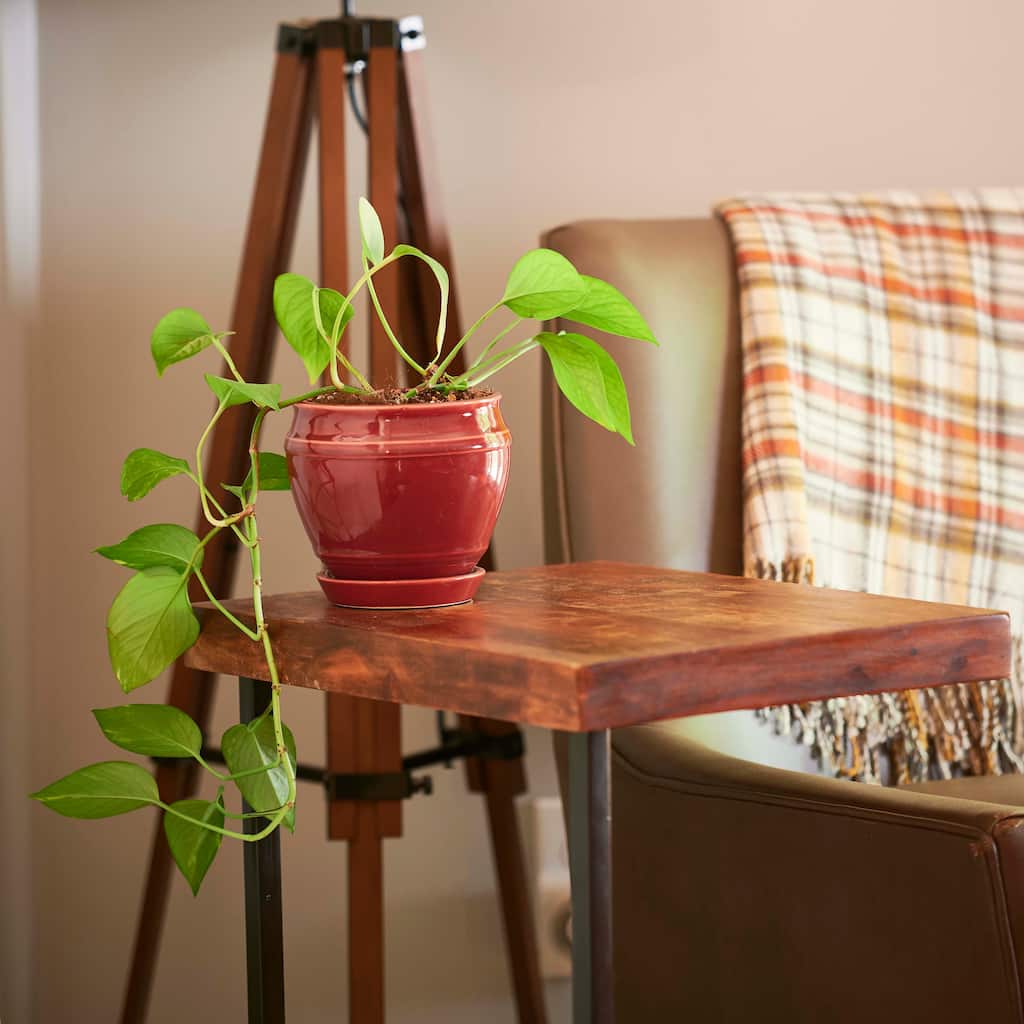 Southern Patio Collins Ceramic 6.1-inch Planter