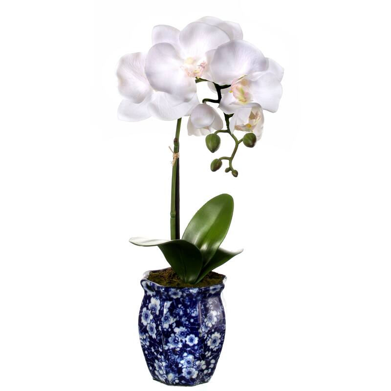 Potted Phalaenopsis In Ming Pot 16"