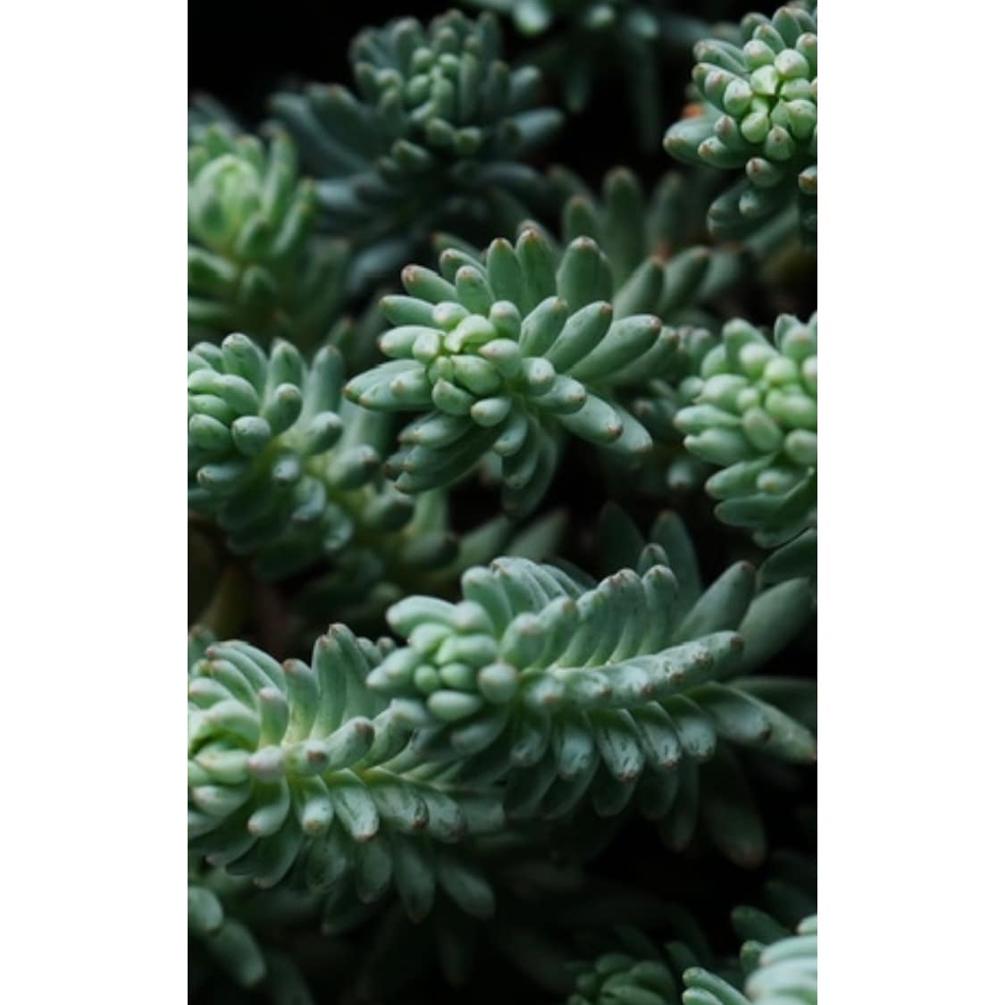 Blue Spruce Stonecrop Spreading Plant 3 Pack On Sale Bed Bath   Blue Spruce Stonecrop Spreading Plant 