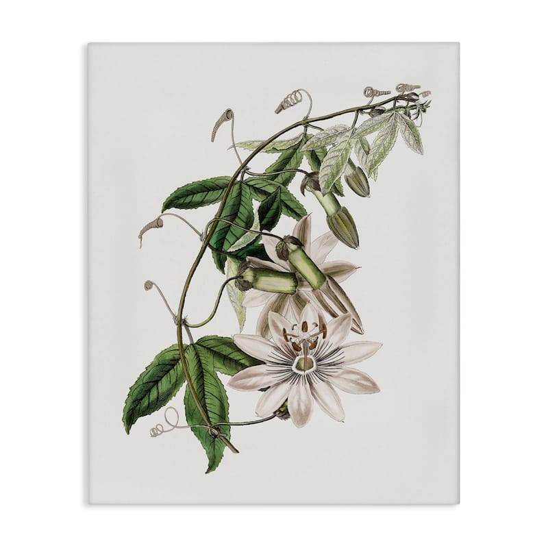Stupell Vintage Lily Plant Canvas Wall Art Design By CAD Designs - 30 x 40