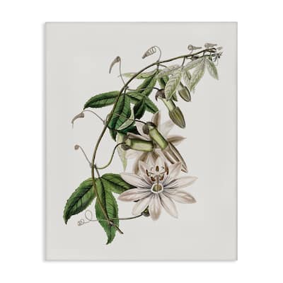 Stupell Vintage Lily Plant Canvas Wall Art Design By CAD Designs
