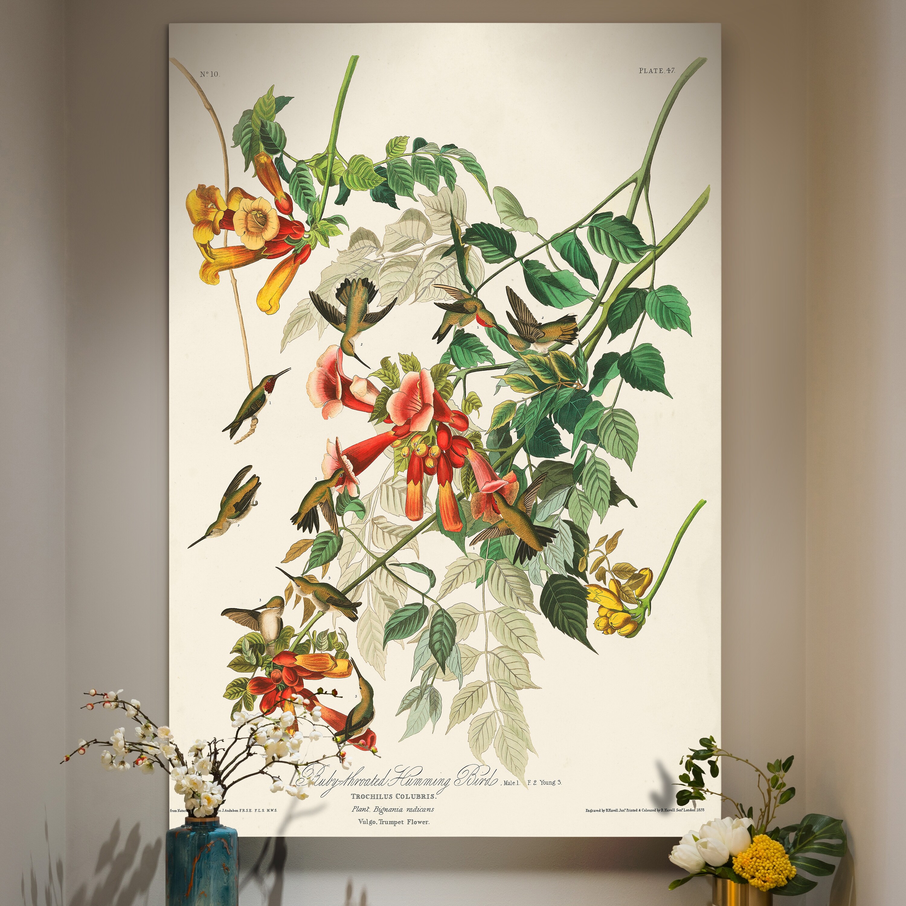 Field Guide Ruby-Throated Hummingbird 5x7 Canvas, Handcrafted Wall Art  Canvas Prints for Backyard Bird Lovers at Songbird Garden
