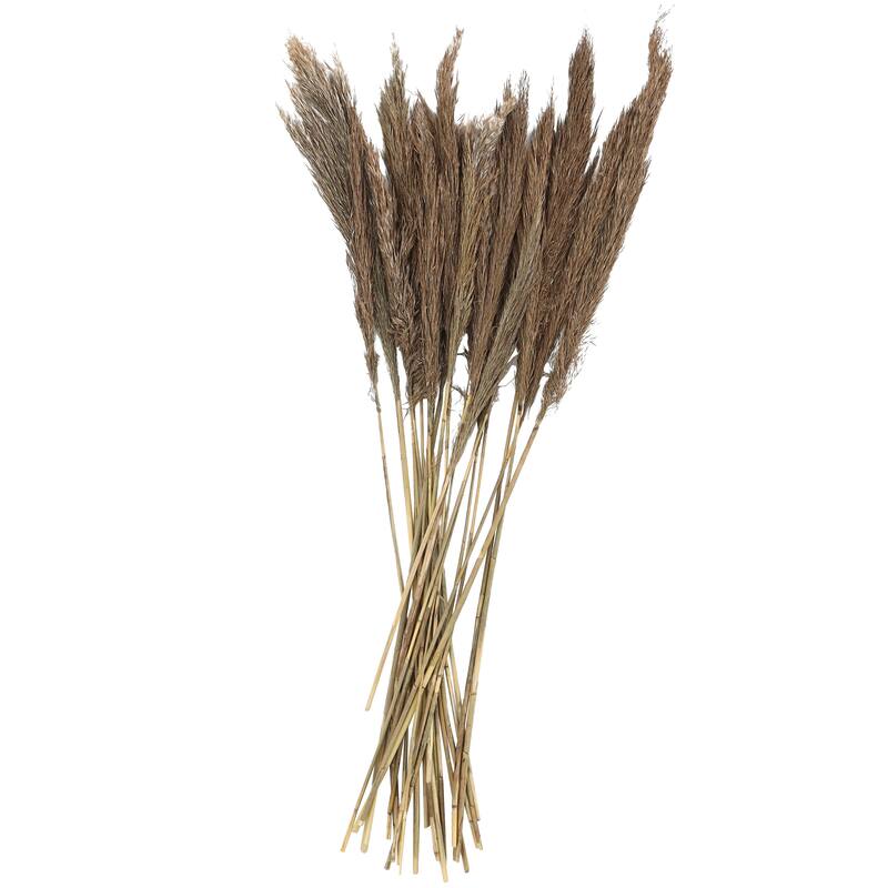 Brown Dried Plant Pampas Home Decor Natural Foliage with Long Stems