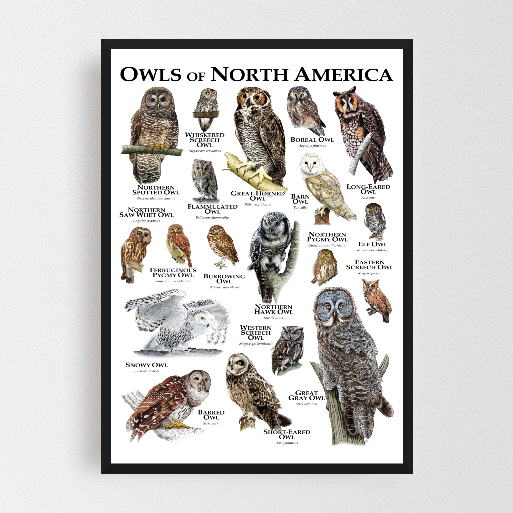 Barn Owl Picture Poster Animal Bird Of Prey Hawk Eagle Art Framed Print Vintage Nautical Home Décor Posters Prints Home Garden