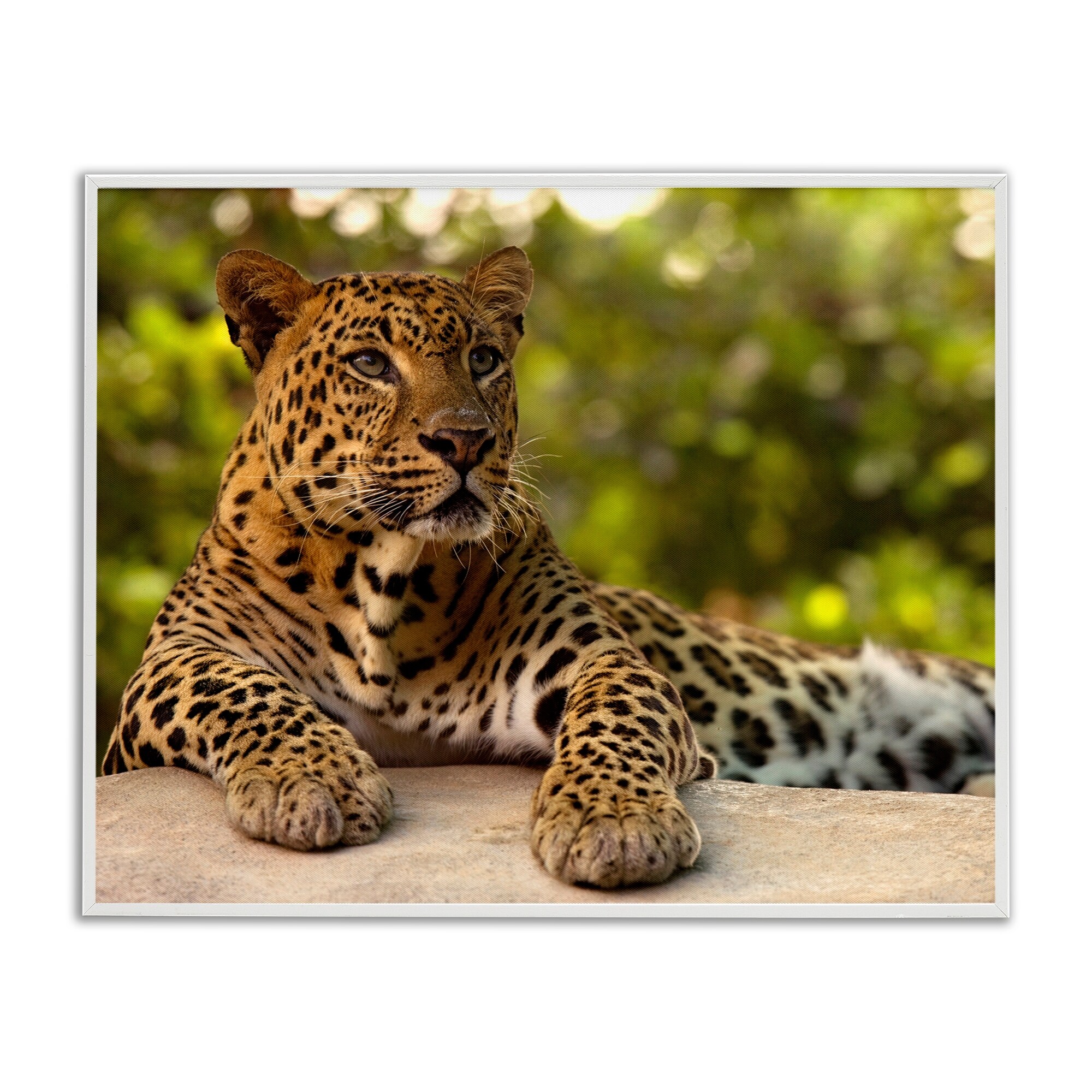 Stupell Leopard Gazing Relaxation Framed Giclee Art Design By MJ Photography