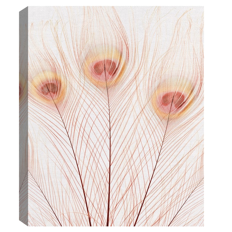 Peach Peacock by Belle Maison Canvas Art Print