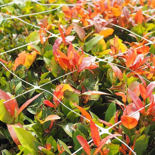 brazil heartleaf philodendron Philodendron Brazil in Trellis, Live Tropical Plant Vine main image 0