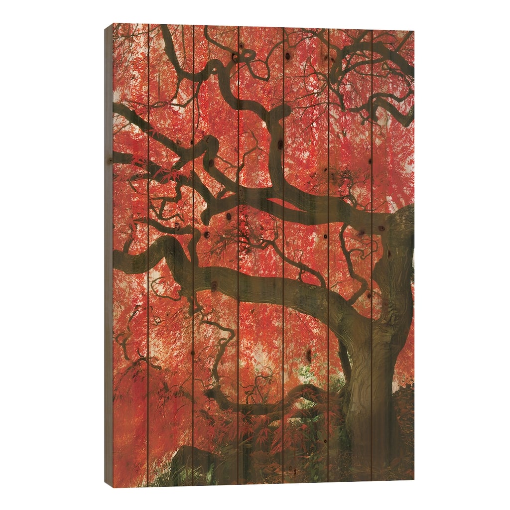 Vibrant Low-Angle View Of A Japanese Maple Tree, Portland, Oregon, USA Print On Wood by Steve Terrill - Multi-Color