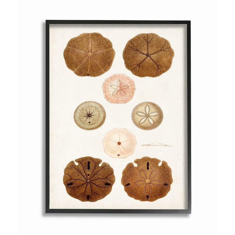 Stupell Beach Sand Dollar Illustration Vintage Marine Study Framed Wall Art - Brown